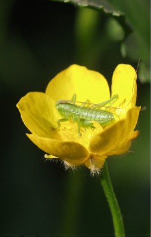 Heuschreckenkind